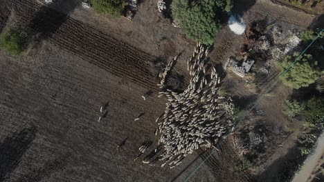 flying-above-big-herd-of-sheep-in-meadow-at-Sicily-Italy,-aerial