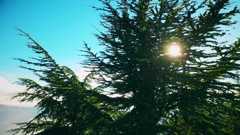 Wald-Auf-Dem-Gipfel-Des-Berges-An-Sonnigen-Tagen-Mit-Nadelbäumen-In-Blida-Algerien---Zeitlupe