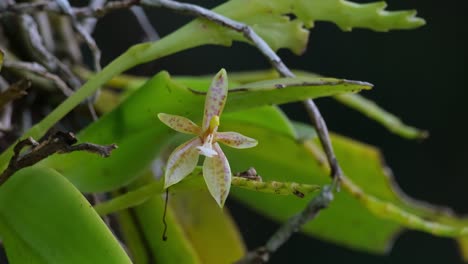 Visto-En-Lo-Profundo-De-La-Selva-Moviéndose-Con-Algo-De-Viento,-Phalaenopsis-Cornu-cervi,-Orquídeas-Silvestres,-Tailandia