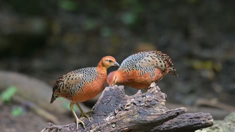Two-individuals-on-the-top-of-this-fallen-log-feeding-together,-Ferruginous-Partridge-Caloperdix-oculeus,-Thailand