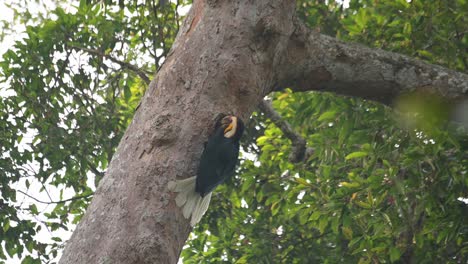 Seen-in-front-of-its-nest-regurgitating-food-items-feeding-the-individuals-inside,-Wreathed-Hornbill-Rhyticeros-undulatus,-Male,-Thailand
