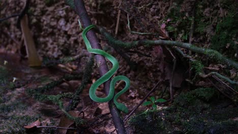 Revealing-its-full-length-while-on-a-branch-positioned-to-strike-anytime-during-the-afternoon-in-the-dark-of-the-forest-at-a-stream,-Vogel's-Pit-Viper-Trimeresurus-vogeli,-Thailand