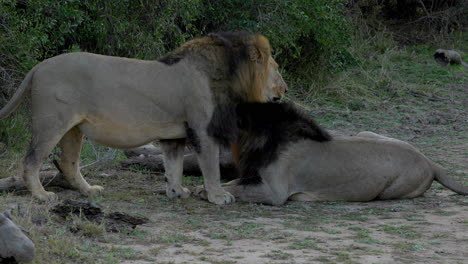 Two-lion-brothers-cuddling-and-resting,-laying-down,-in-the-Kruger-National-Park,-in-South-Africa