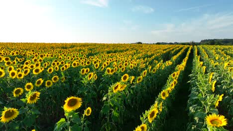 Weitläufiges-Sonnenblumenfeld-Unter-Klarem-Himmel,-Mit-Reihen,-Die-Bis-Zum-Horizont-Reichen,-Und-Sonnenblumen-In-Voller-Blüte