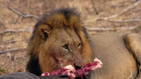 Close-up-of-a-lion-feasting-on-a-dead-wildebeest,-while-looking-away,-in-the-Kruger-National-Park,-in-South-Africa
