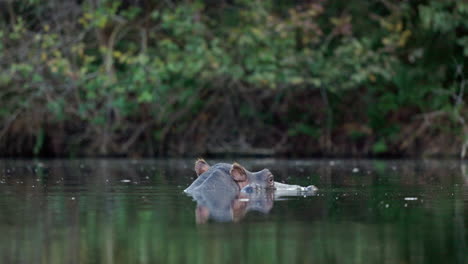 Gran-Hipopótamo-Nadando-Pacíficamente-En-Un-Lago,-Mostrando-Sólo-La-Cara,-Las-Orejas,-La-Nariz-Y-Los-Ojos,-En-El-Parque-Nacional-Kruger,-En-Sudáfrica