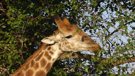 Nahaufnahme-Einer-Giraffe,-Die-Während-Des-Sonnenuntergangs-Im-Krüger-Nationalpark-In-Südafrika-Nach-Blättern-Eines-Baumes-Zum-Fressen-Sucht