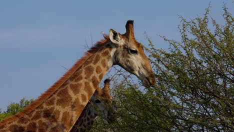 Lateral-close-up-of-two-giraffes-eating-leaves-of-a-tree-in-the-Kruger-National-Park,-in-South-Africa