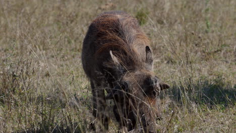Big-warthog-grazing-the-grass-in-the-savanna-of-the-Kruger-National-Park,-in-South-Africa