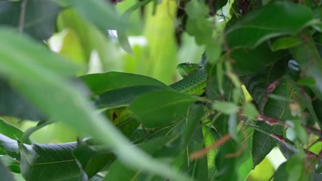 Seen-deep-into-the-foliage-of-a-tree-during-a-windy-day-just-resting,-Vogel’s-Pit-Viper-Trimeresurus-vogeli,-Thailand