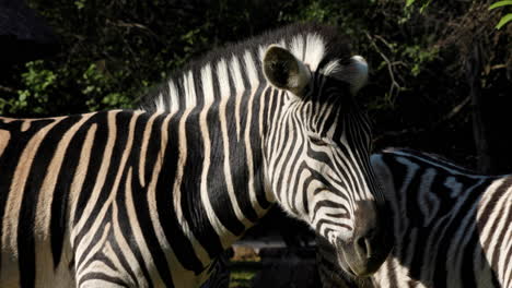 Close-up-of-a-zebra-at-sunrise,-looking-straight-at-camera