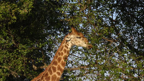 Jirafa-Comiendo-Hojas-De-Un-árbol-Durante-La-Puesta-De-Sol-En-El-Parque-Nacional-Kruger,-En-Sudáfrica