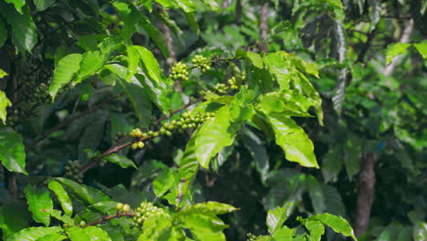 Luscious-green-coffee-fruits-hanging-from-branches-in-a-thriving-coffee-farm