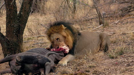 Lion-eating-a-dead-wildebeest-near-a-tree,-in-the-savanna-of-the-Kruger-National-Park,-in-South-Africa