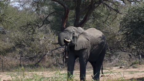 Big-elegant-african-elephant-with-big-tusks-drinking-water-from-a-pond-with-its-horn