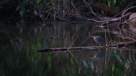 Seen-on-a-log-getting-ready-to-eat-before-the-night-as-fishes-around-it-jumping-out-of-the-water-inviting-it-to-feast,-Striated-Heron-Butorides-Striata,-Thailand