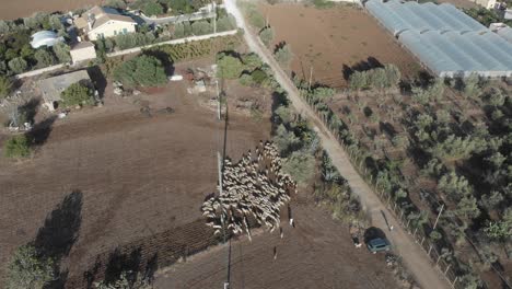 Top-down-view-of-fock-of-sheep-walking-near-Pachino-city-Siciliy,-aerial
