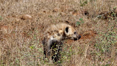 Spotted-hyena-looking-around-in-the-savanna,-in-the-Kruger-National-Park,-in-South-Africa