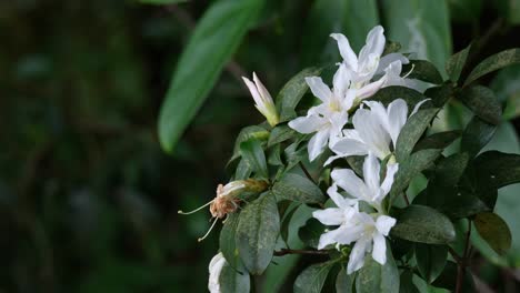 Eine-Genauere-Aufnahme-Dieser-Schönen-Weißen-Blüten-Eines-Baumes-Im-Wald,-Thailand