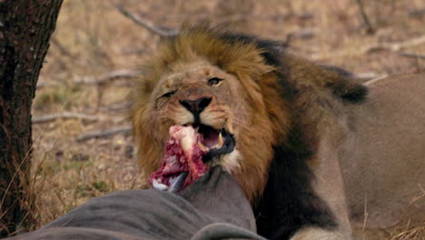 Close-up-of-a-lion-eating-a-dead-wildebeest-near-a-tree,-in-the-savanna-of-the-Kruger-National-Park,-in-South-Africa