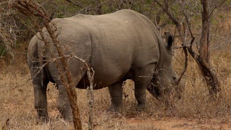 Enorme-Rinoceronte-Blanco-Pastando-Hierba-Al-Amanecer,-En-La-Sabana-Del-Parque-Nacional-Kruger,-En-Sudáfrica