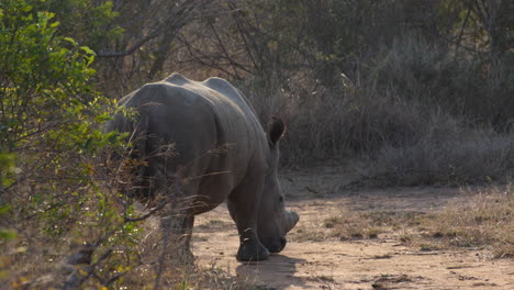 Massive-white-rhino-grazing-grass-in-the-savanna-of-the-Kruger-National-Park,-in-South-Africa