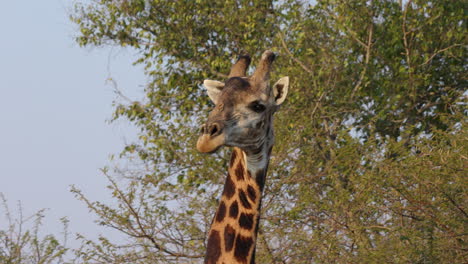 Close-up-of-a-giraffe-staring-at-the-camera-in-the-Kruger-National-Park,-in-South-Africa