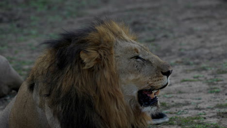 Close-up-of-a-lion-resting-and-breathing-with-the-mouth,-with-big-teeth,-after-sunset-in-the-Kruger-National-Park,-in-South-Africa