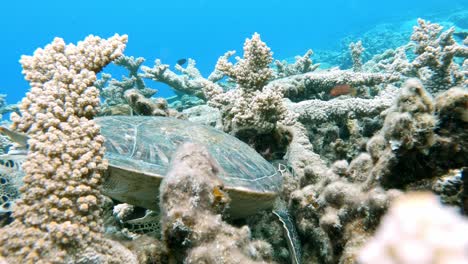 Una-Tortuga-Marina-Buscando-Comida-En-El-Arrecife-De-Coral---Bajo-El-Agua,-Primer-Plano