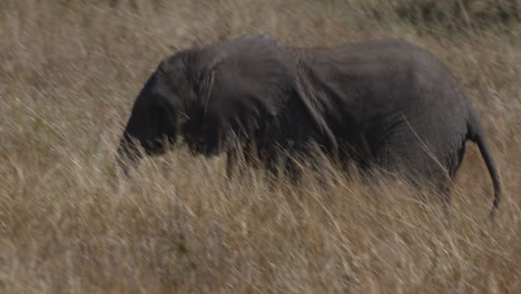 Nahaufnahme-Eines-Afrikanischen-Elefantenbabys,-Das-Mit-Seiner-Herde-In-Der-Savanne-Des-Krüger-Nationalparks-In-Südafrika-Spaziert