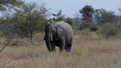 Big-african-elephant-walking-and-grazing-alone,-in-the-savanna-of-the-Kruger-National-Park,-in-South-Africa