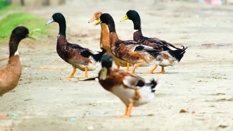 Herd-of-ducks-crosses-Bangladesh-road,-close-up