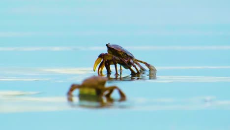 Crabs-walking-and-feeding-on-Kuakata-beach,-Bangladesh