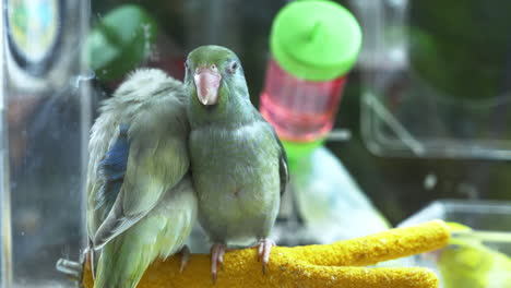 Two-parakeets-huddled-together-while-perching-on-top-of-a-yellow-perch-inside-a-cage-of-a-zoo-in-Bangkok,-Thailand