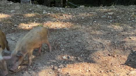 Close-up-of-young-wild-pigs-boars