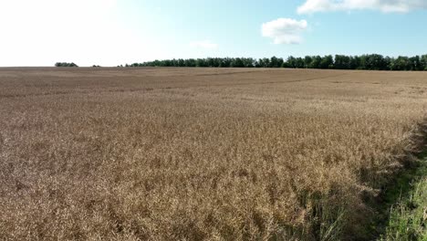 Beautiful-summer-panorama-landscape-ripe-grain-field,-slow-drone-orbit