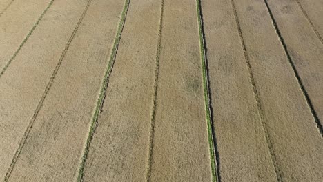 Aerial-top-down-dolly-backwards-over-big-agriculture-grain-field-on-sunny-day