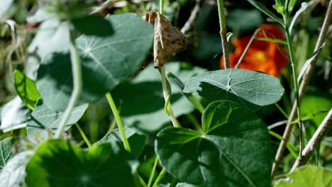 Tropaeolum-majus,-the-garden-nasturtium,-nasturtium,-Indian-cress-or-monk's-cress