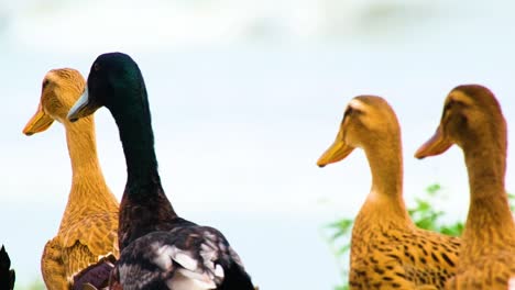 A-group-of-Asian-ducks-waddles-stately-forward,-Bangladesh