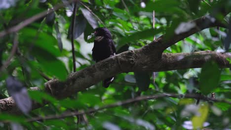 Looking-to-the-right-and-suddenly-turns-its-head-to-the-left-while-having-a-leaf-in-its-mouth-as-a-gift-to-its-mate,-Dusky-Broadbill-Corydon-sumatranus,-Thailand
