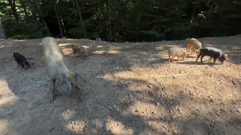 Nahaufnahme-Einer-Wildschweinfamilie-Mit-Mutter-Und-Babys