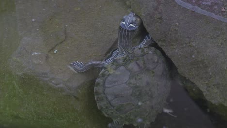 Schildkröte-Auf-Dem-Felsen-Im-Klaren-Wasser