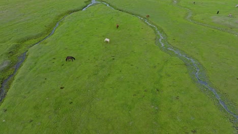 Luftaufnahme-Von-Pferden,-Die-Auf-Den-Wiesen-In-Der-Nähe-Des-Flusses-Shilik-In-Kasachstan,-Zentralasien,-Grasen