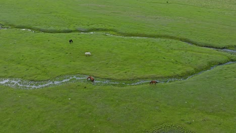 Malerische-Aussicht-Auf-Wildpferde-In-Der-Immergrünen-Steppe-Mit-Gebirgsfluss-In-Der-Nähe-Von-Saty,-Kasachstan