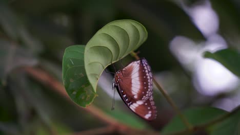 Makro-Nahaufnahme-Eines-Schmetterlingsinsekts-Auf-Einem-Blatt-Im-Garten,-Keine-Menschen