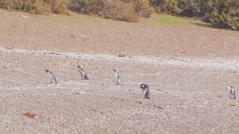 Eine-Kleine-Schar-Magellan-Pinguine-Wandert-Die-Sandige-Küste-In-Patagonien-Hinauf