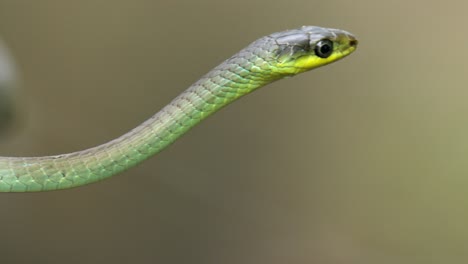 Close-up-of-a-green-tree-snake-in-Australia-with-bokeh-background