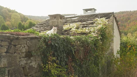White-cat-sits-ivy-covered-stone-wall-rustic-autumn-village-scene