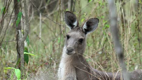 Close-up-of-kangaroo-resting-in-the-bush-in-Australia