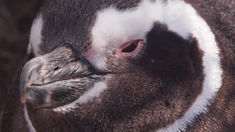 Tilt-up-shot-of-a-sleepy-Magellanic-Penguin-as-it-sleeps-in-some-shade